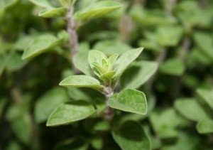 Oregano - the real kitchen oregano, Greek oregano, or Origanum heracleoticum - is sown indoors or after risk of frost has passed. It may also be grown from cuttings